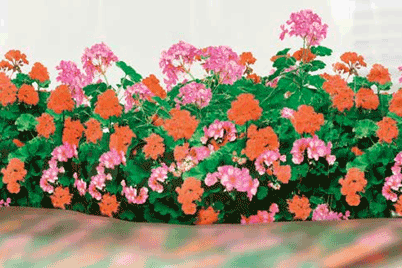 Sichtschutzfolie / Fensterfolie mit Blumen - Geranien Sichtschutzfolie / Fensterfolie mit Blumen - Geranien