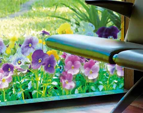 Sichtschutzfolie / Fensterfolie mit Blumen - Stiefmütterchen